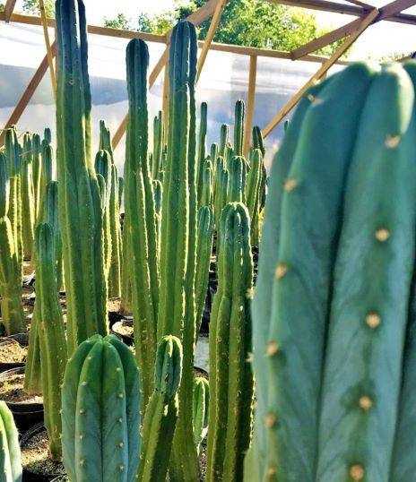 Trichocereus pachanoi | The Cactus King